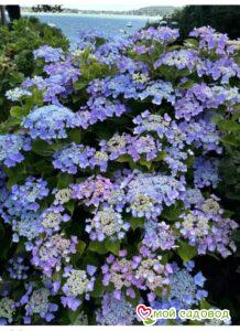 Гортензия крупнолистная Таубе (Taube)