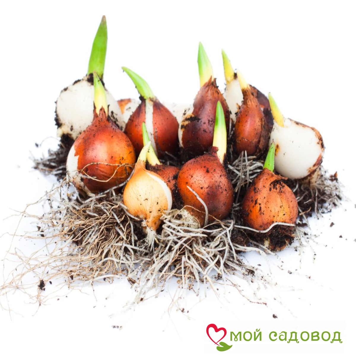 Тюльпан Палладиум